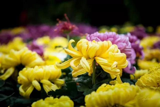 资深分析（秋菊傲雪严冬寒）指代表是什么生肖