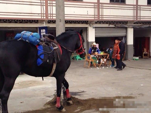 趋势研判（金木两行可中特，老猴骑马倒着走。代表什么生肖,打一准确最佳谜底