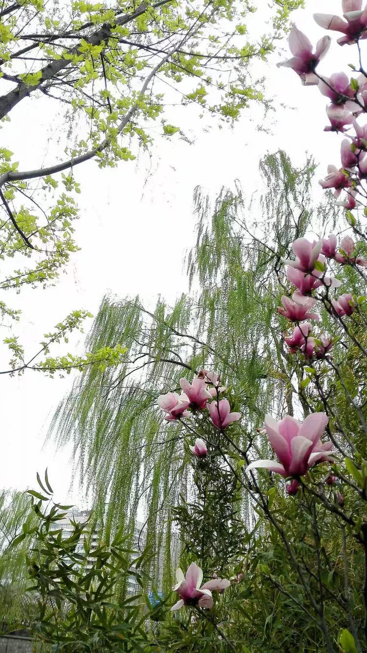 技术阐释（三衰六旺皆前定，出奇入神柳与花）指什么生肖