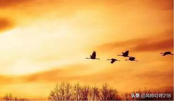 实战解析（不为小利误前途，羽辙交弛夕阳下）本期数字