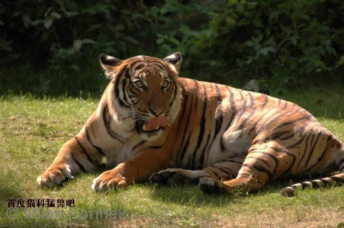 热点剖析（金银财宝一大把）对应那种动物