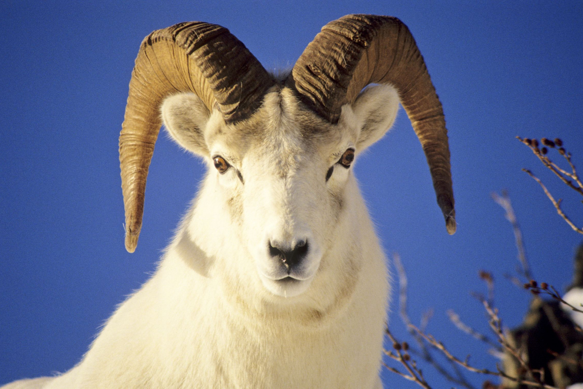 技术阐释（九尾之数开两边，千金一撒二值钱。代表什么动物