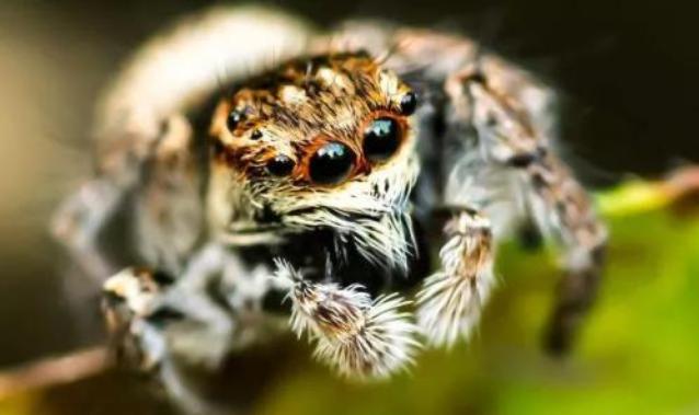 行家点评（玄机中看二九合，老鸹窝里出凤凰）打一准确动物