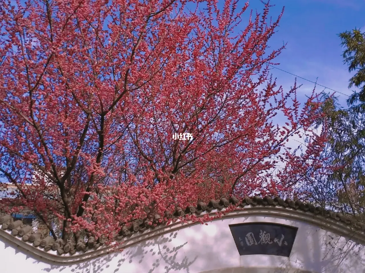 趋势研判（春色满园关不住，佳人妩媚天际来）本期动物