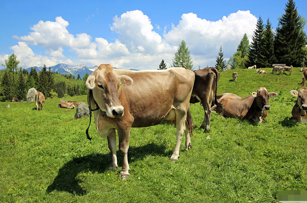 行家点评（其乐无穷）开过什么生肖