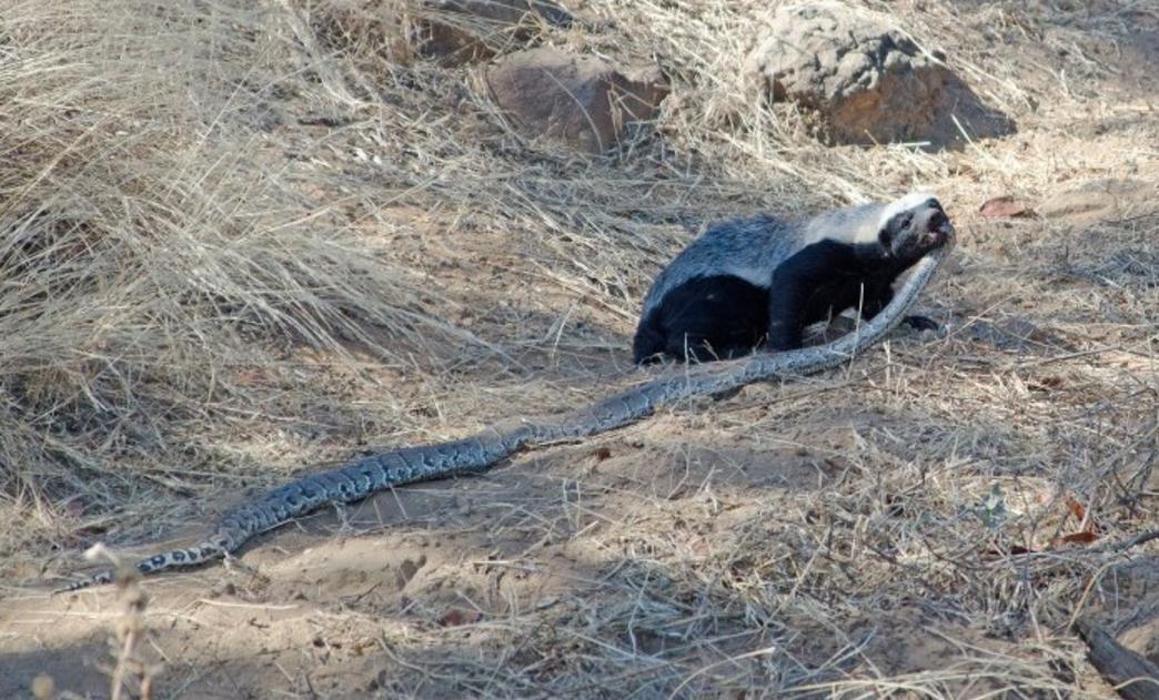 独家调查（一九合成桂花香）代表什么动物