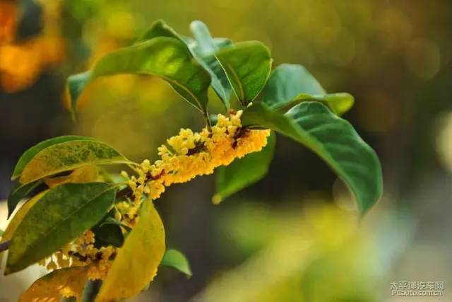 独家解读（一九合成桂花香）打一生肖动物