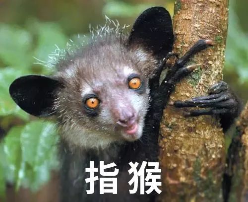 热点剖析（金银财宝一大把）指啥动物