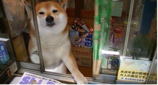 技术阐释（人模狗样）打一生肖动物