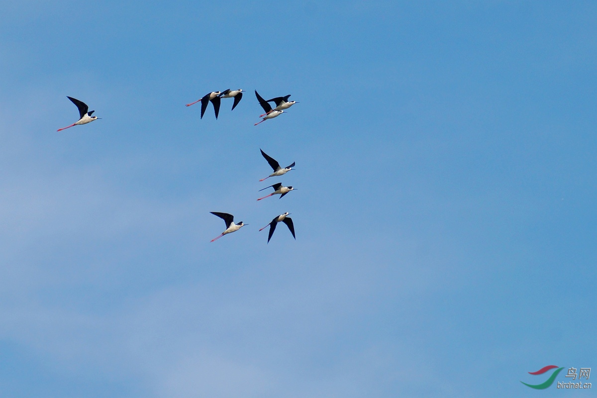 图文解析（蓝天绿地鸟儿飞，挑得蓝里便是来）最佳答案