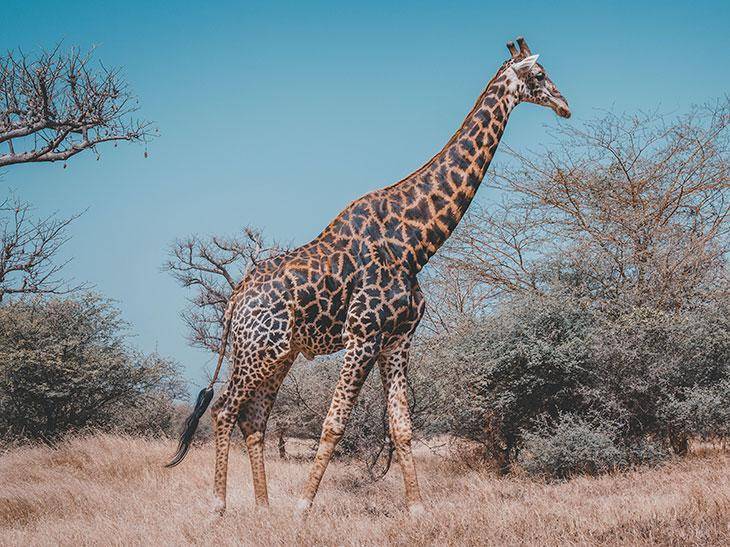 圈内解读（真真假假）打一最佳动物