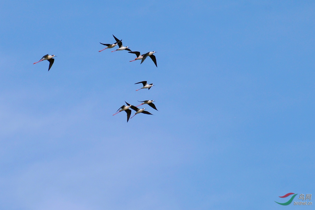 热点剖析（蓝天绿地鸟儿飞，挑得蓝里便是来）猜一数字