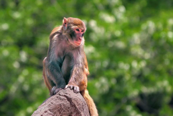 独家稿件（千变万化猴机灵，家有客人来半天）正确答案动物
