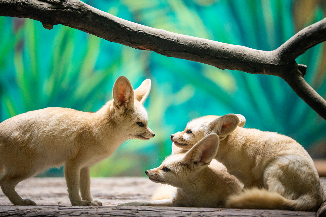 实战解析（一分神似）本期动物