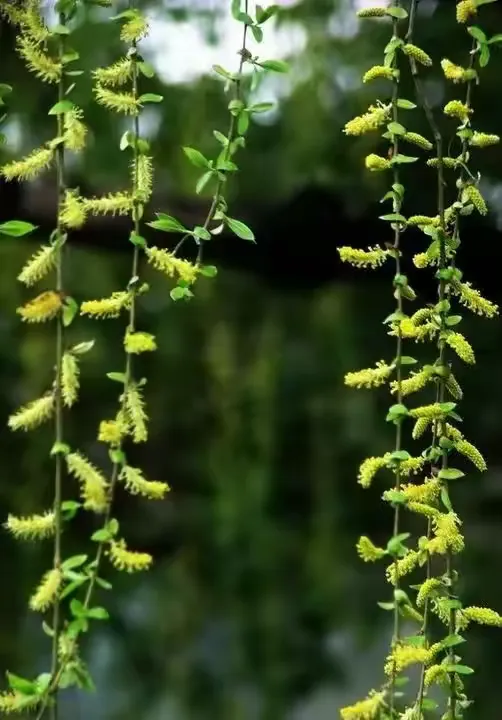 圈内揭秘（三衰六旺皆前定，出奇入神柳与花）猜一生肖