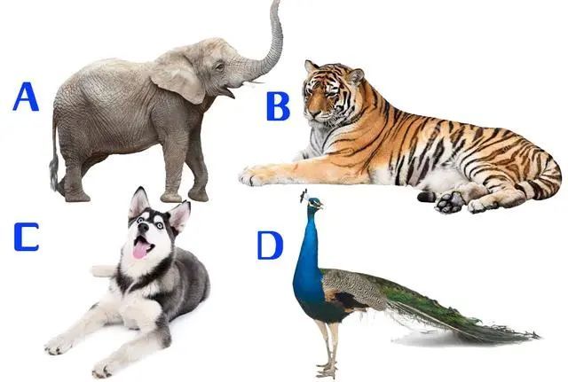 技术阐释（三衰六旺皆前定，出奇入神柳与花）代表什么动物