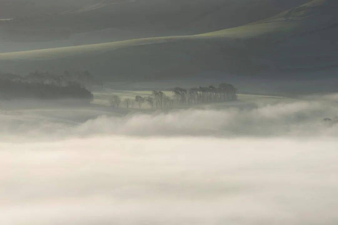 深度剖析（君不用问知基数，只观浮云风雨目）对应那种动物