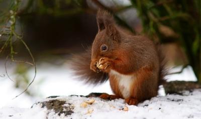 深度剖析（八仙过海-各显种通）指啥动物