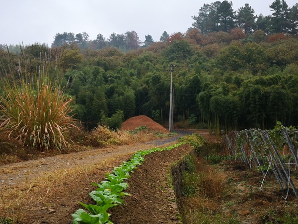 独家调查（勤劳人家忙地头，吉人天相八面财）是打什么最佳精准生肖