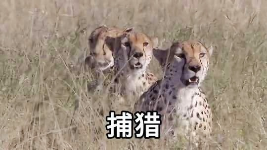 一手资讯（嘴尖齿利东复西，唯利是图去复来）打一最佳动物