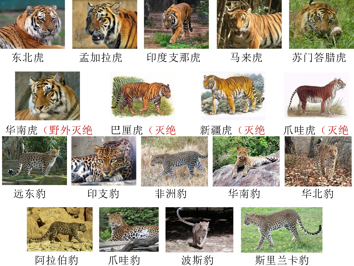 深度剖析（卷土重来龙蛇看）代表什么动物