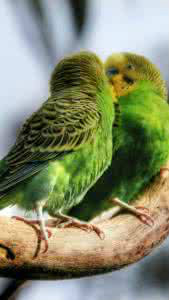 深度剖析（玄机中看二九合，老鸹窝里出凤凰）指代表是什么生肖