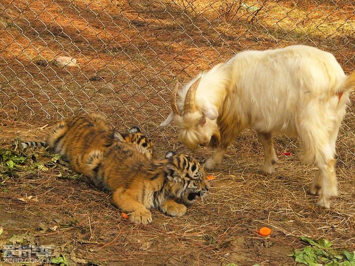 深度报道（羊落虎口）开过什么生肖