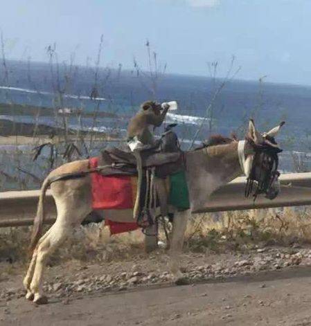 独家视点（金木两行可中特，老猴骑马倒着走。打一数字