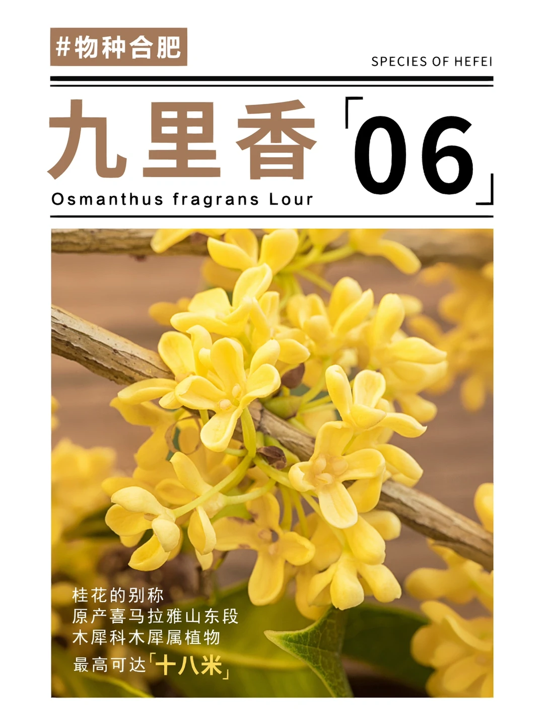 技术阐释（一九合成桂花香）代表什么准确生肖