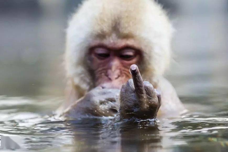 热点剖析（金银财宝一大把）指啥动物