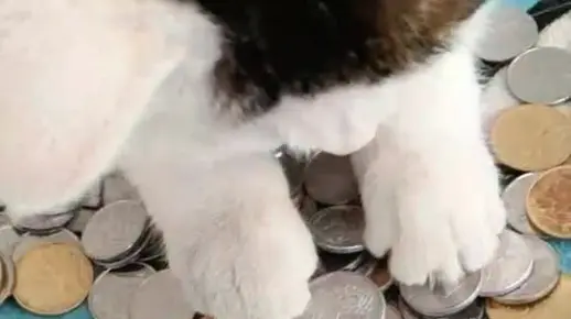 独家解读（君不用问知其数，欲钱大方的动物）打一动物谜底