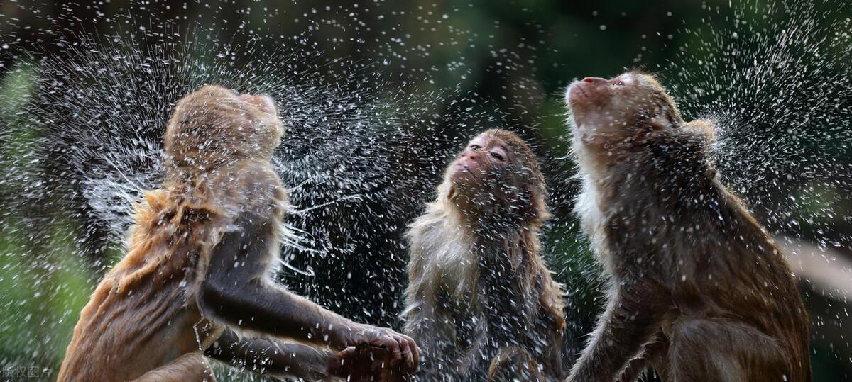 家点评（照猫画虎）猜生肖数字