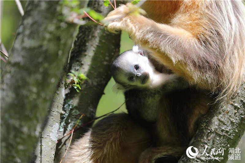 学术阐释（千变万化猴机灵，家有客人来半天）打一最佳最佳生肖词语