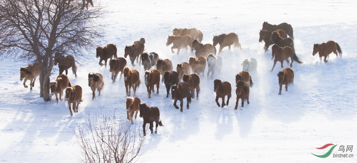 独家视点（仙羊下界遍地春）打一最佳最佳生肖词语