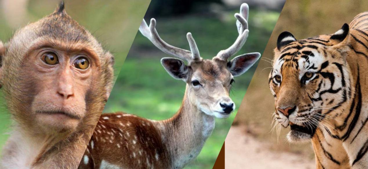 业内点评（仙羊下界遍地春）比喻什么动物