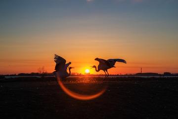 实战解析（不为小利误前途，羽辙交弛夕阳下）本期数字