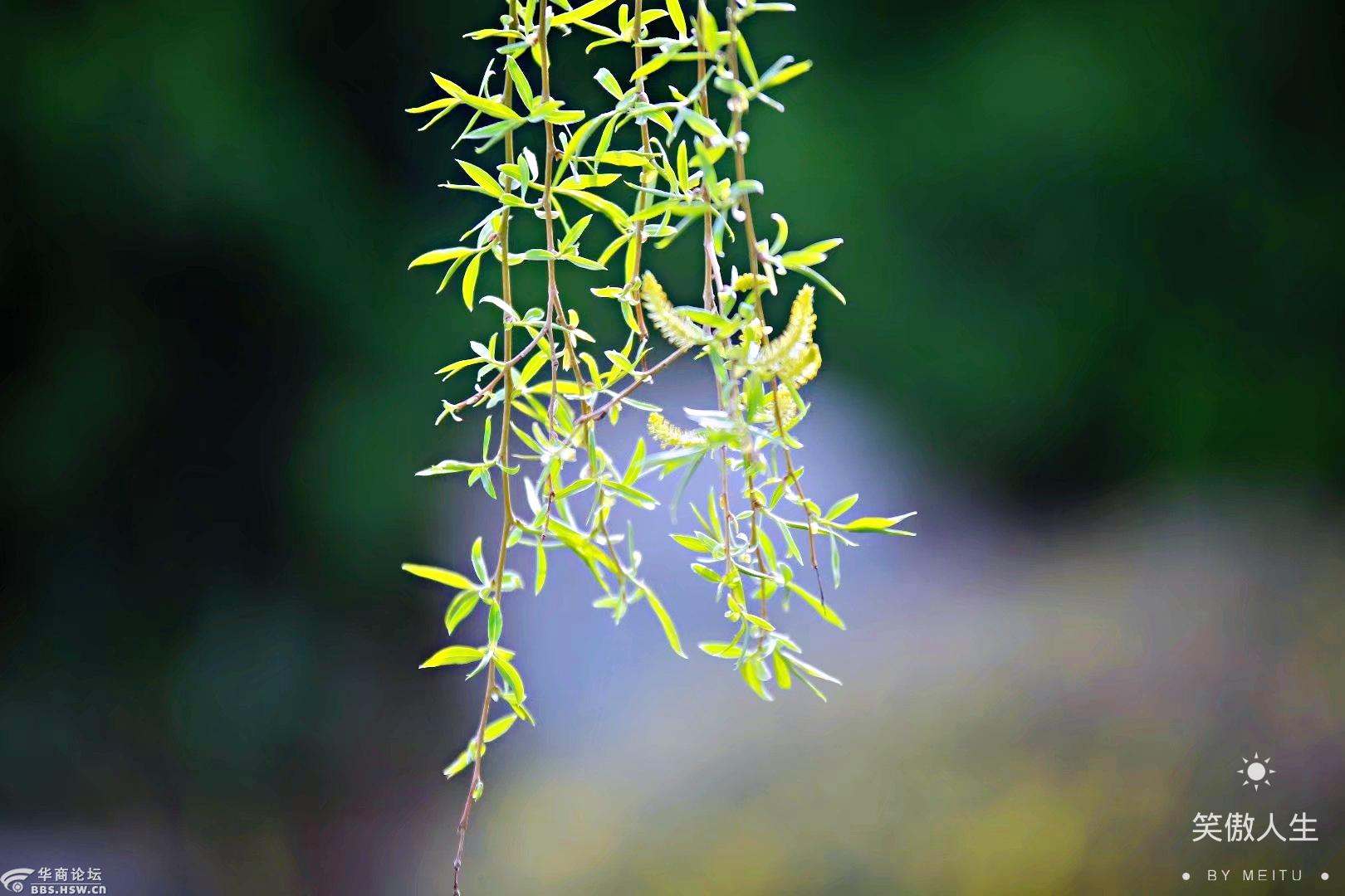 技术阐释（三衰六旺皆前定，出奇入神柳与花）指什么生肖