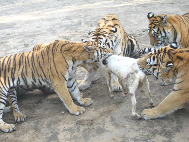 热点剖析（羊落虎口）代表什么动物