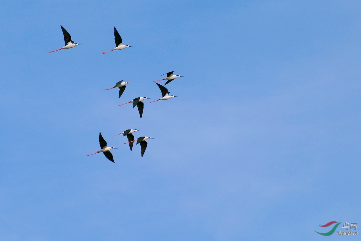 图文解析（蓝天绿地鸟儿飞，挑得蓝里便是来）最佳答案