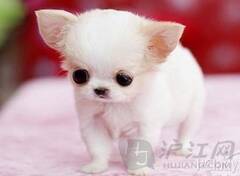 全面阐释（三千佳丽）比喻什么动物