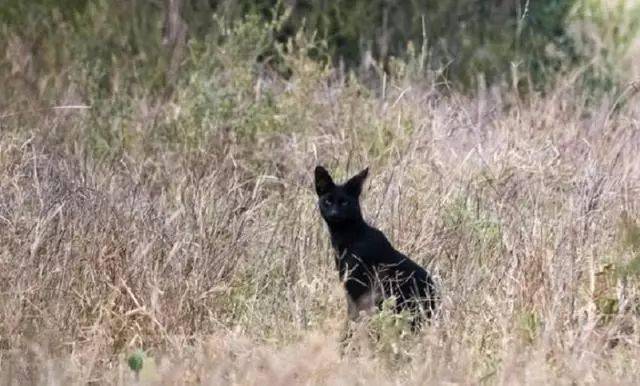 深度剖析（八仙过海-各显种通）指啥动物