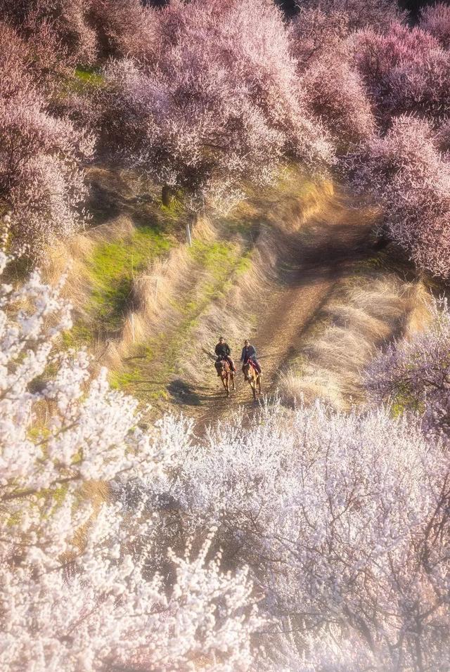 全面阐释（仙羊下界遍地春）代表什么生肖,打一准确最佳谜底