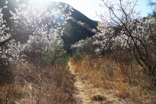 圈内揭秘（今期猪马鸡出特，棠树空留鹤岭前）指哪个生肖