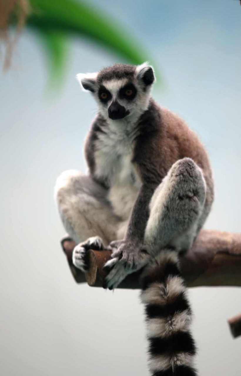 实战解析（一分神似）本期动物