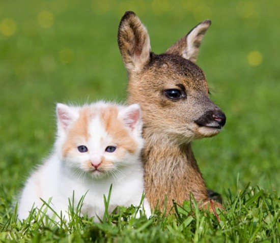 热点剖析（金银财宝一大把）对应那种动物