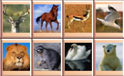 逐项解读（雨过天晴）指什么动物