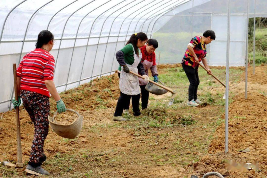独家调查（勤劳人家忙地头，吉人天相八面财）是打什么最佳精准生肖