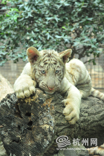 趋势研判（卷土重来龙蛇看）代表什么动物