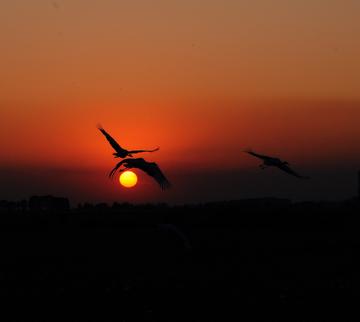 实战解析（不为小利误前途，羽辙交弛夕阳下）本期数字