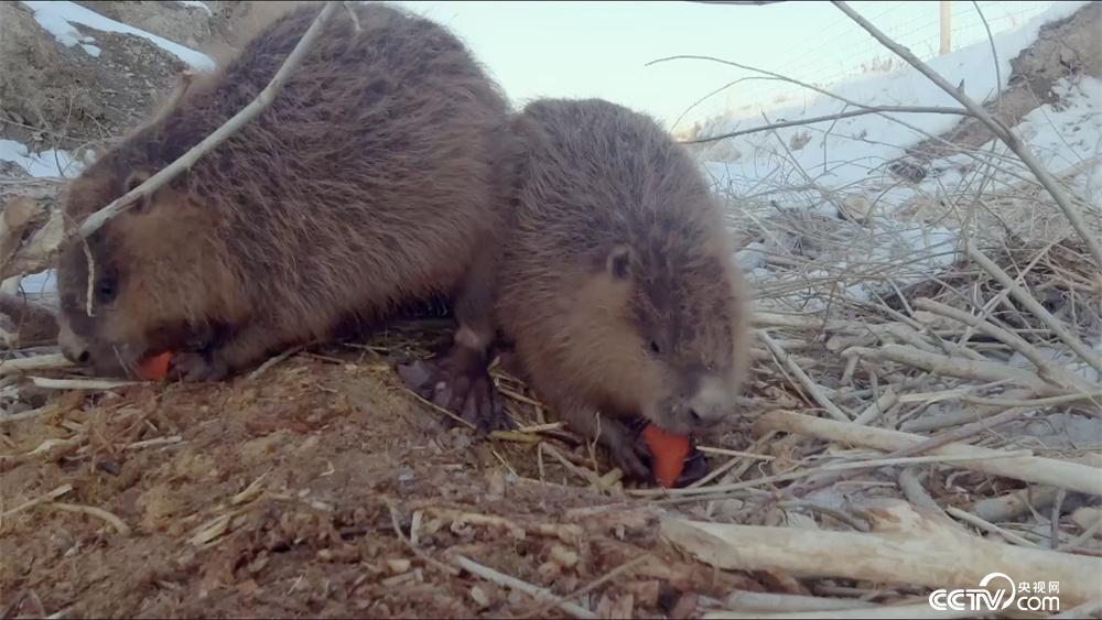 独家解读（霓旌照耀麒麟）本期动物